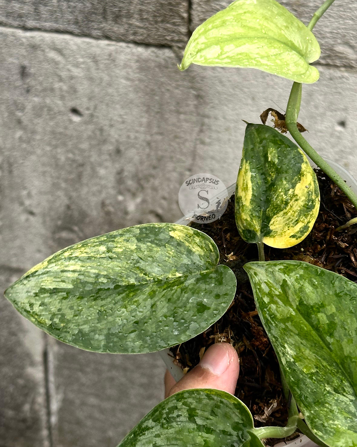 Scindapsus Mahabrata - Scindapsus Borneo