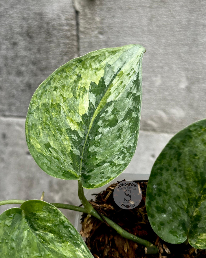 Scindapsus Mahabrata - Scindapsus Borneo