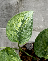 Scindapsus Mahabrata - Scindapsus Borneo
