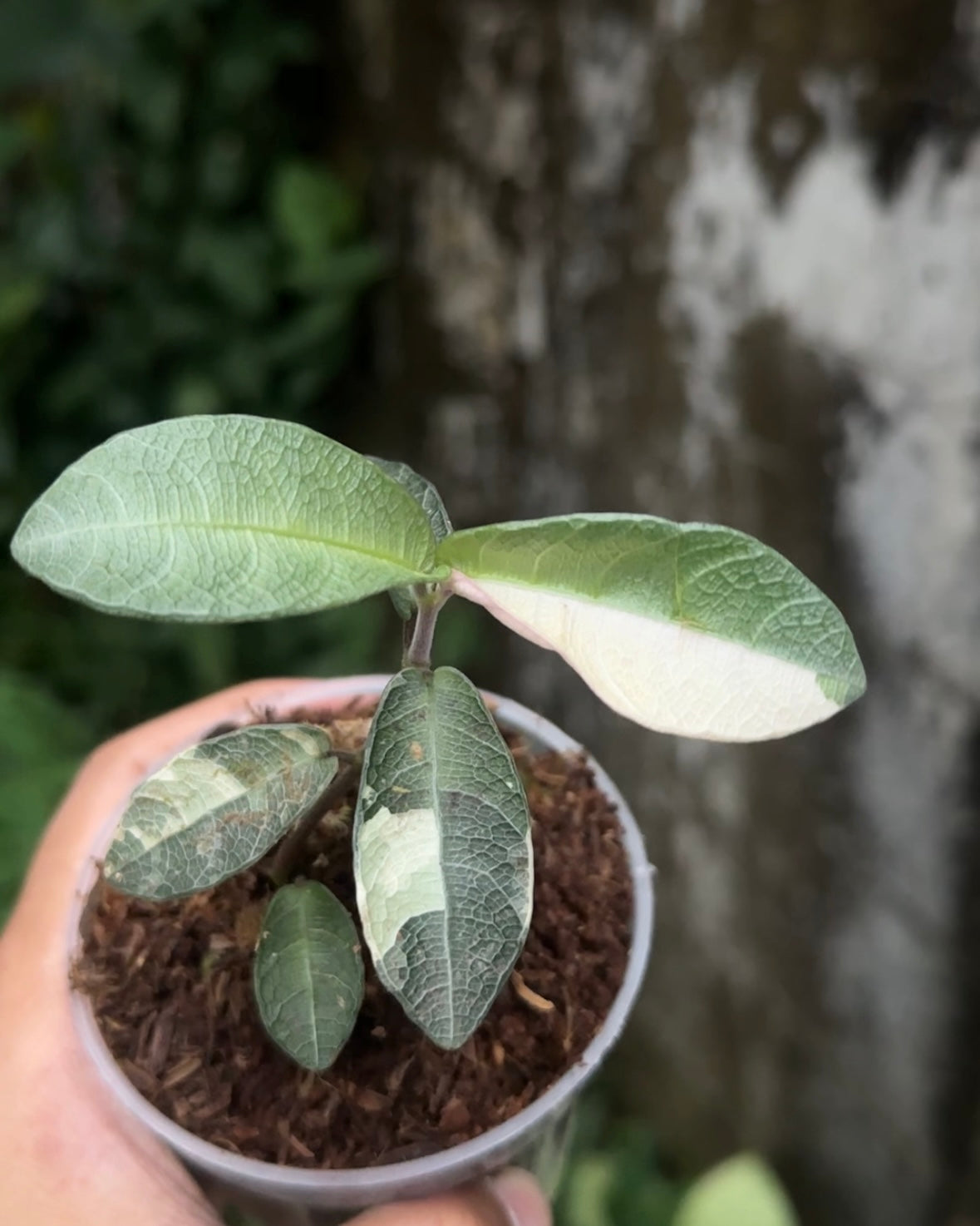 Labisia Silver Variegata