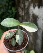 Labisia Silver Variegata - Scindapsus Borneo
