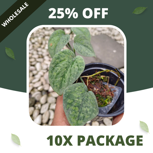 Scindapsus Snow Flex - Package 10x