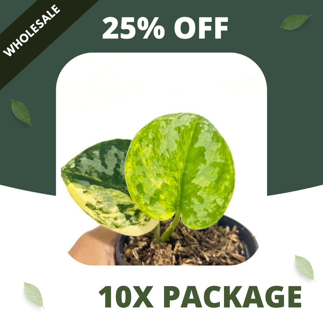 Scindapsus Bakudapati - Package 10x