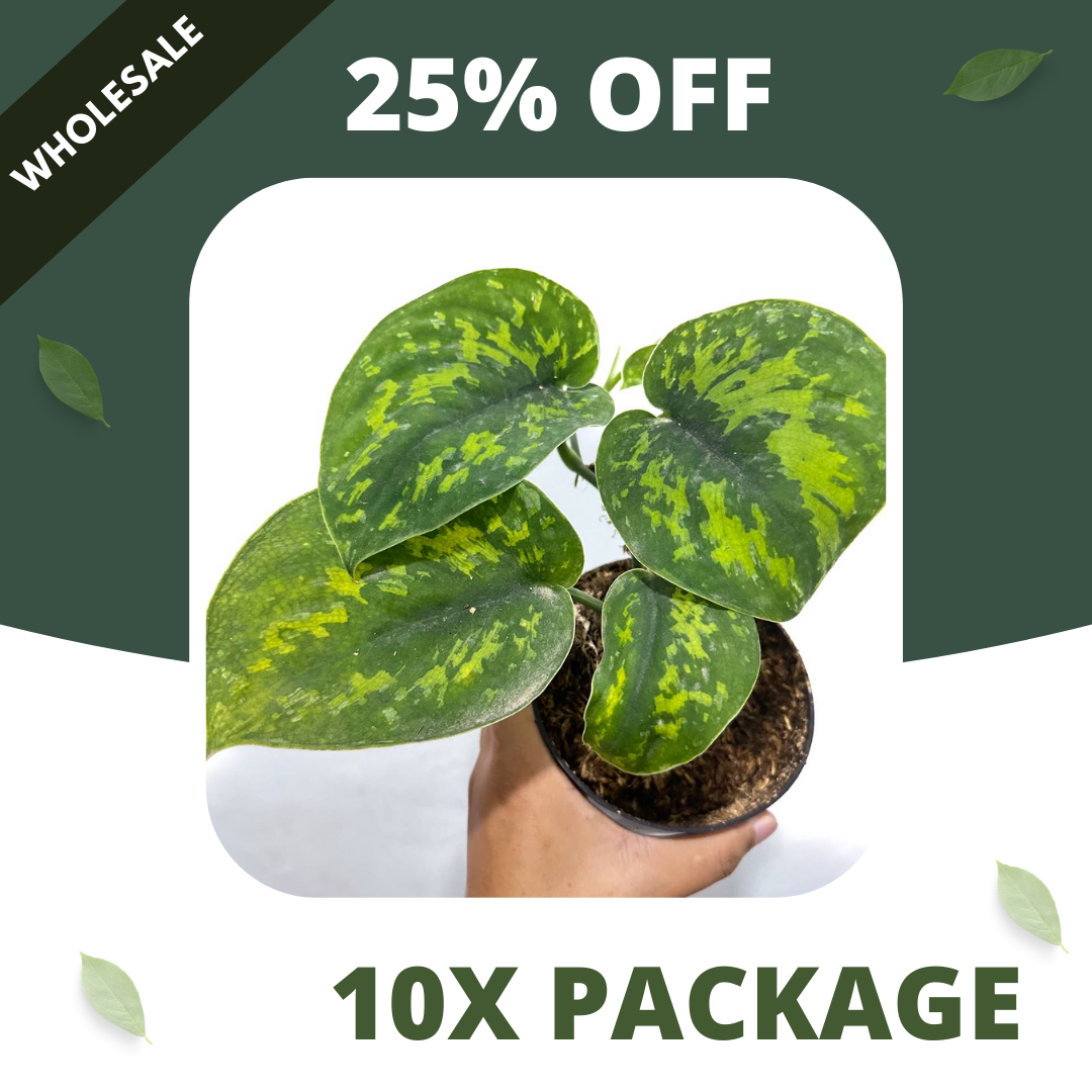 Scindapsus Macan - Package 10x