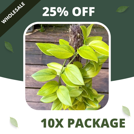 Scindapsus Trubi Lemon - Package 10x