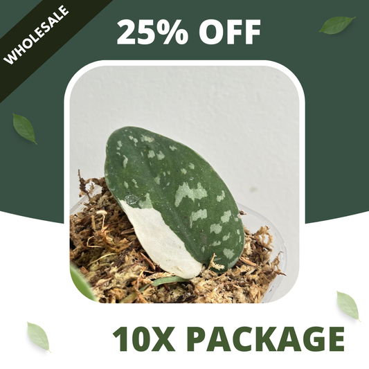 Scindapsus Argyraeus Albo - Package 10x