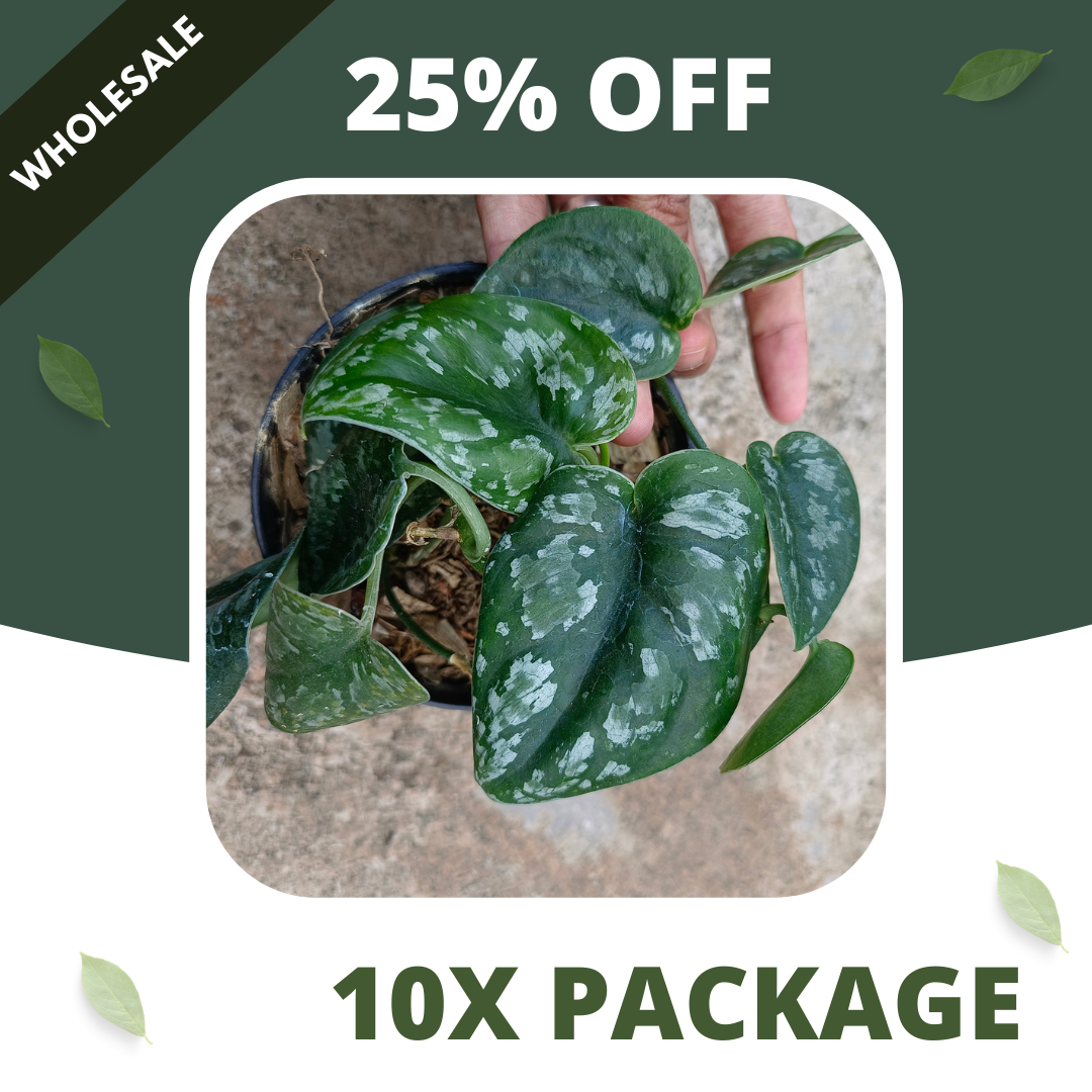 Scindapsus Silver Princes Tricolor - Package 10x