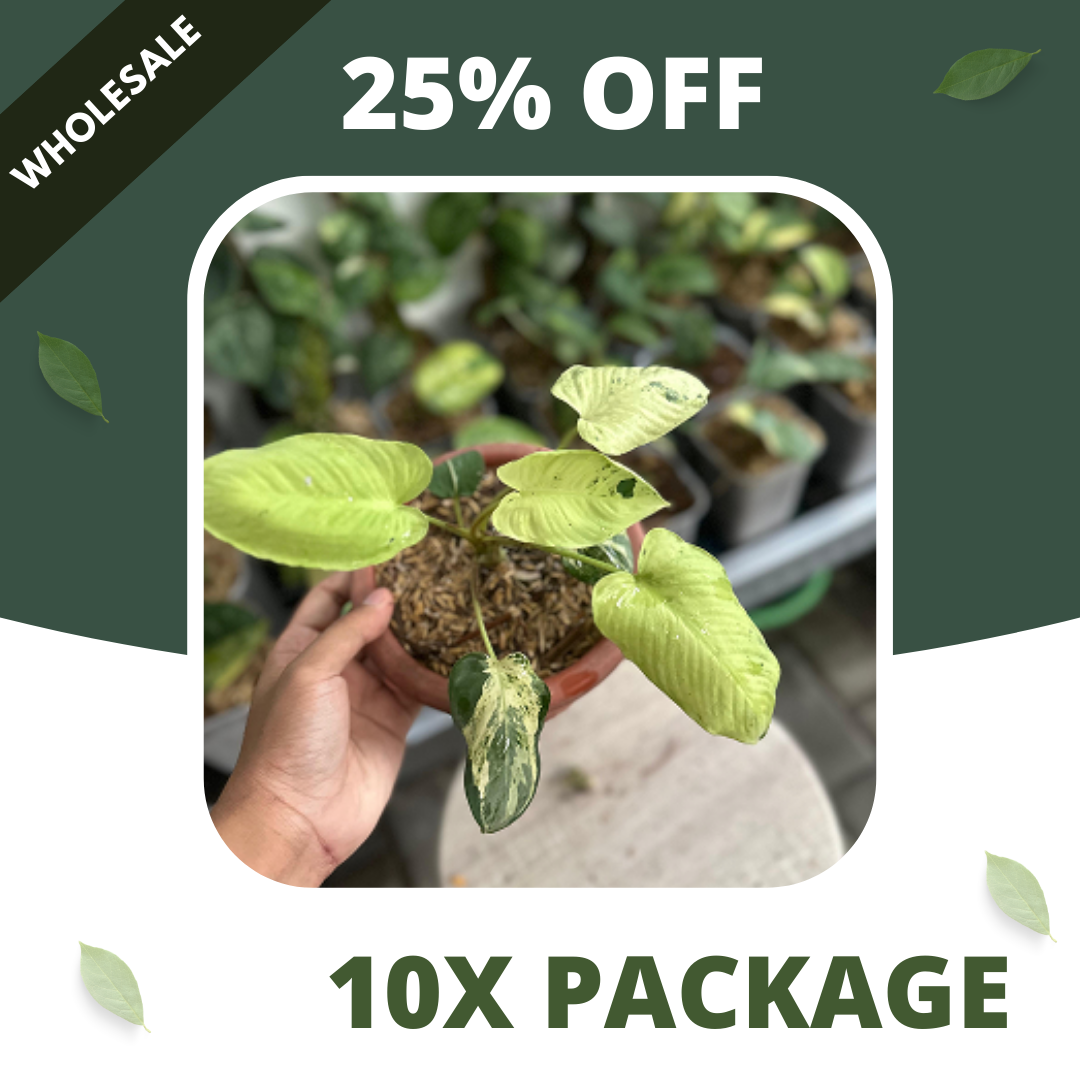 Homalomena Sp Marble - Package 10x