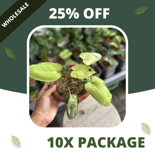 Homalomena Sp Marble - Package 10x