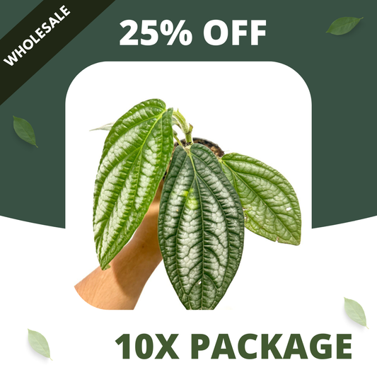 Piper Prematum - Package 10x