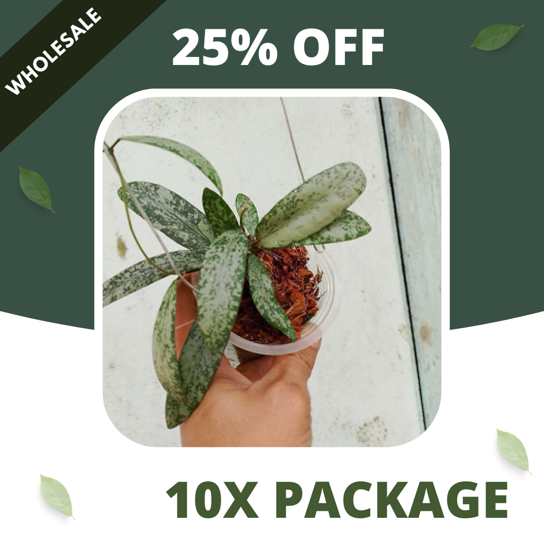 Hoya Singalitis Splash - Package 10x