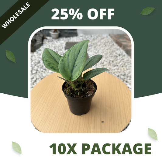 Scindapsus Mutasi Stabilo Army - Package 10x