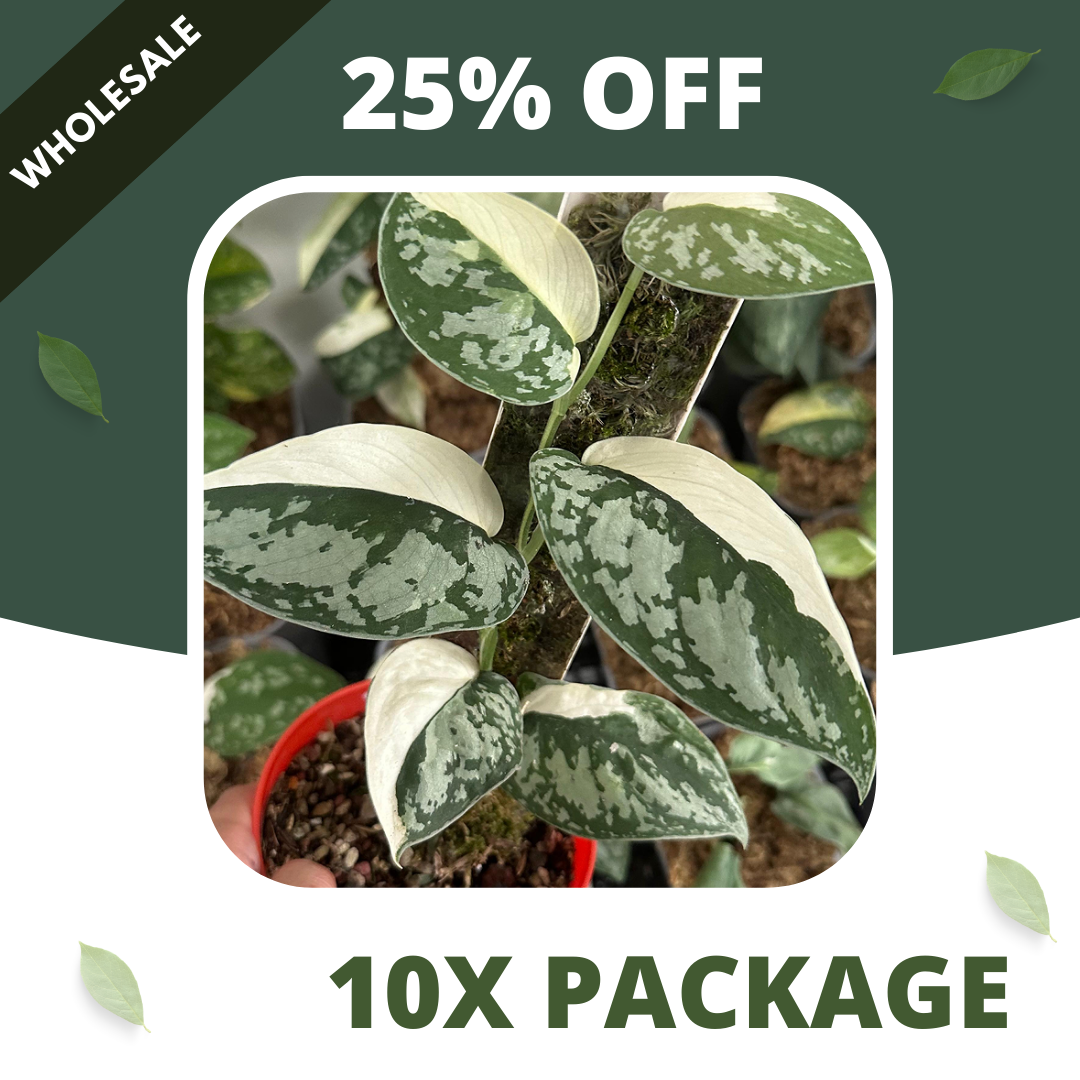 Scindapsus Simbara - Package 10x
