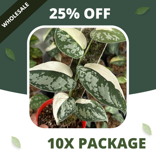 Scindapsus Simbara - Package 10x