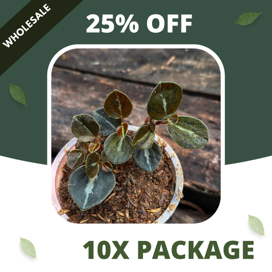 Peperomia Metalica - Package 10x