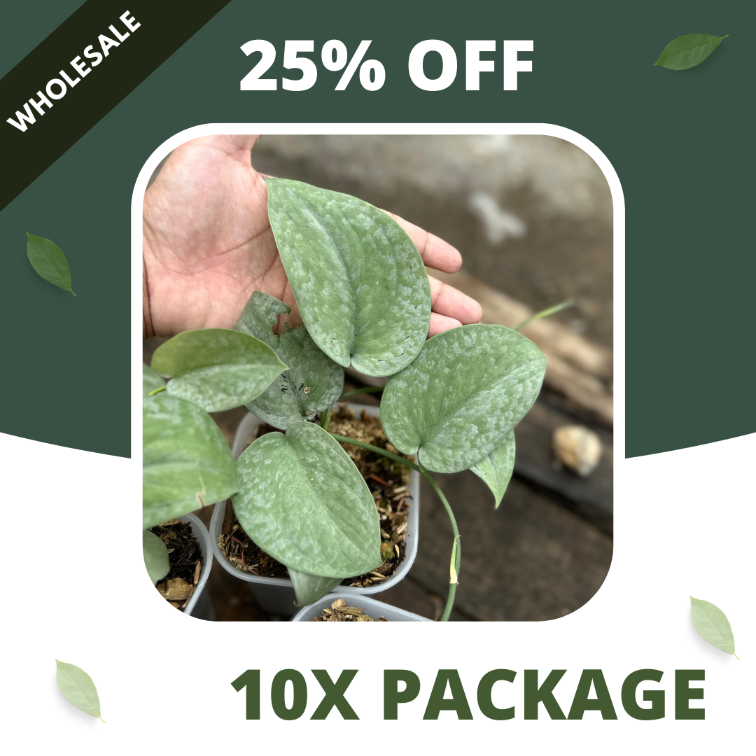 Scindapsus Silver Platinum Full Silver - 10x Package