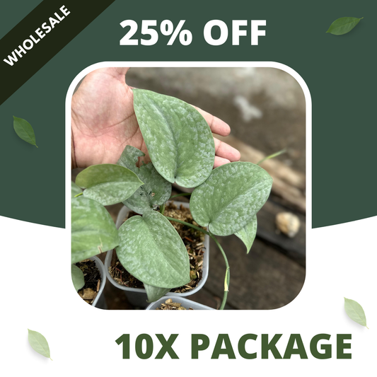 Scindapsus Silver Platinum Full Silver - 10x Package