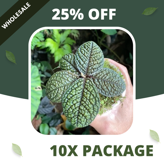 Labisia Brain - Package 10x