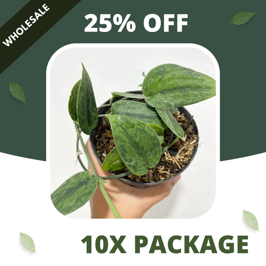 Scindapsus Green Army - Package 10x