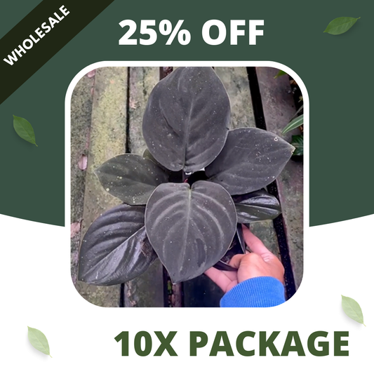 Homalomena Black Velvet - Package 10x