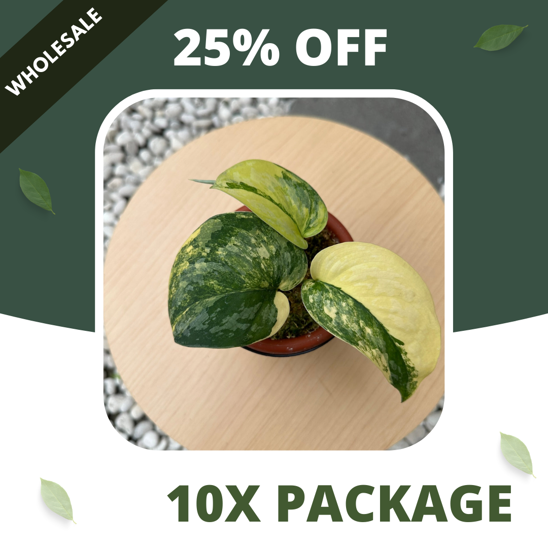 Scindapsus Exotica Swarnabhumi - Package 10x