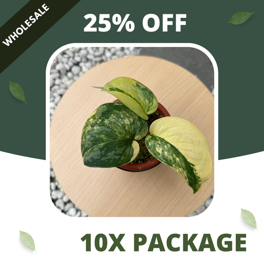 Scindapsus Exotica Swarnabhumi - Package 10x