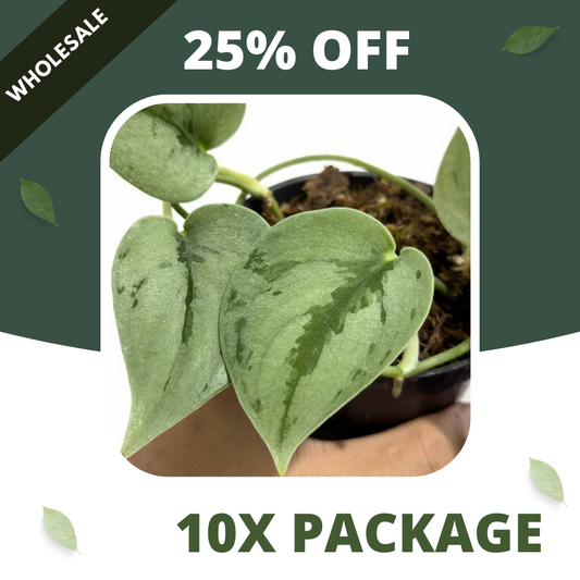 Scindapsus Sparkling Borneo - Package 10x