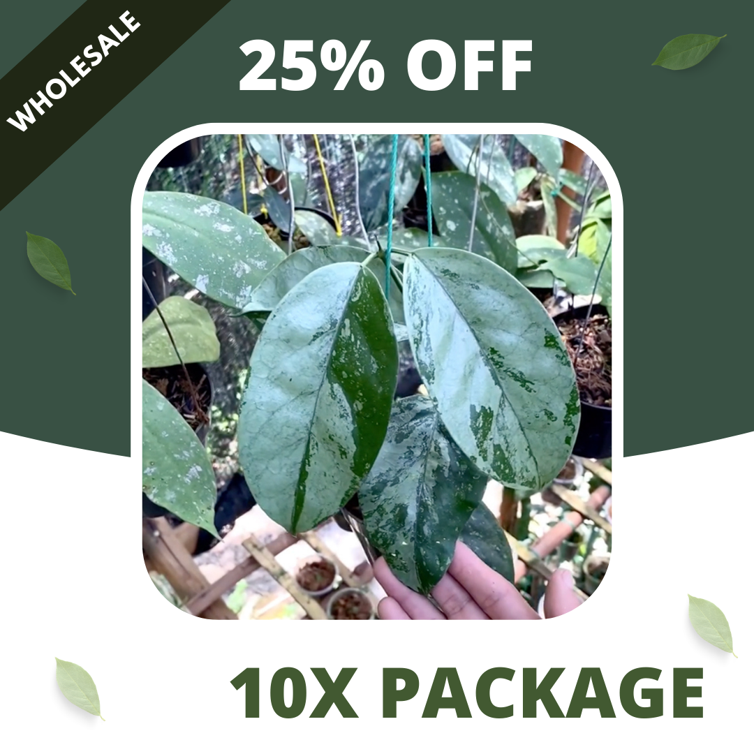 Hoya Coreasea Silver - Package 10x