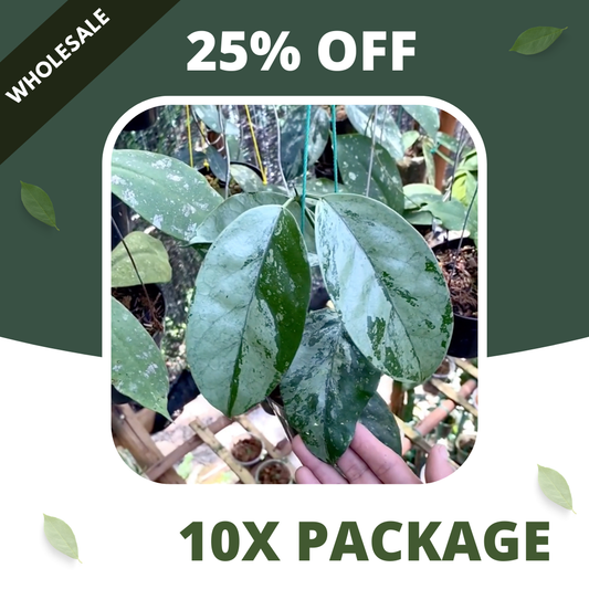 Hoya Coreasea Silver - Package 10x