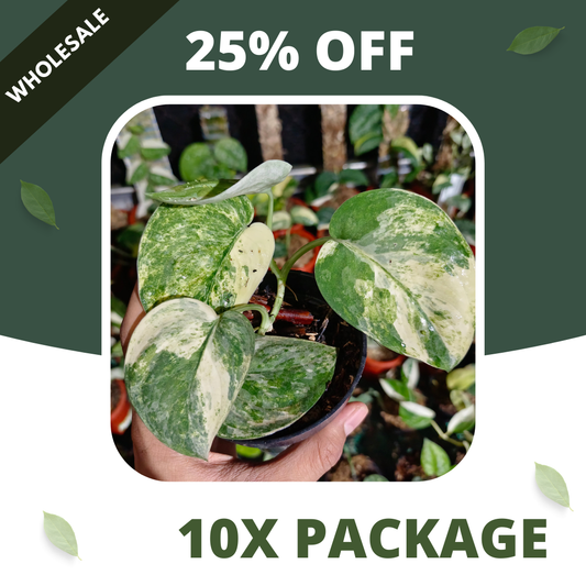 Scindapsus Mangurai - Package 10x