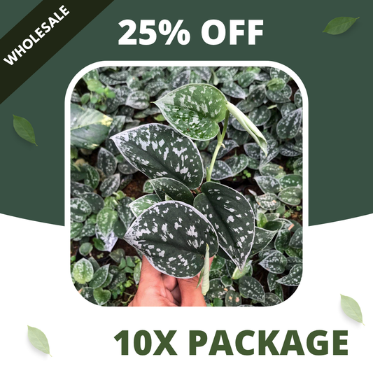 Scindapsus Silvery Anne - Package 10x