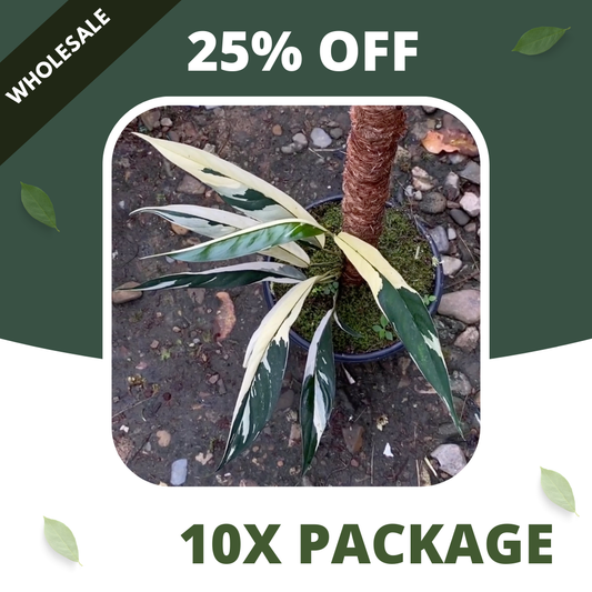 Rhaphidophora Lobbiscoot Varigata - Package 10x