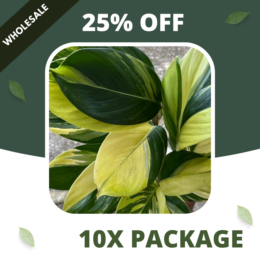 Scindapsus Rupertis Neon Tricolor - Package 10x