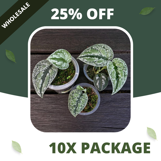 Scindapsus Tricollor Silver Platinum - Package 10x