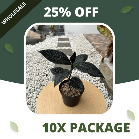 Labisia Black Borneo - Package 10x