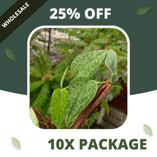 Scindapsus Pictus Army Tricolor - Package 10x