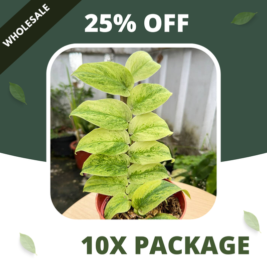 Rhaphidophora Korthalsi Variegated - Package 10x