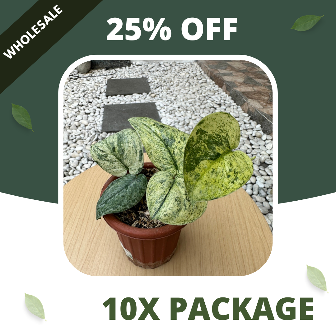 Scindapsus Dark Cloud Marble Aurea - Package 10x
