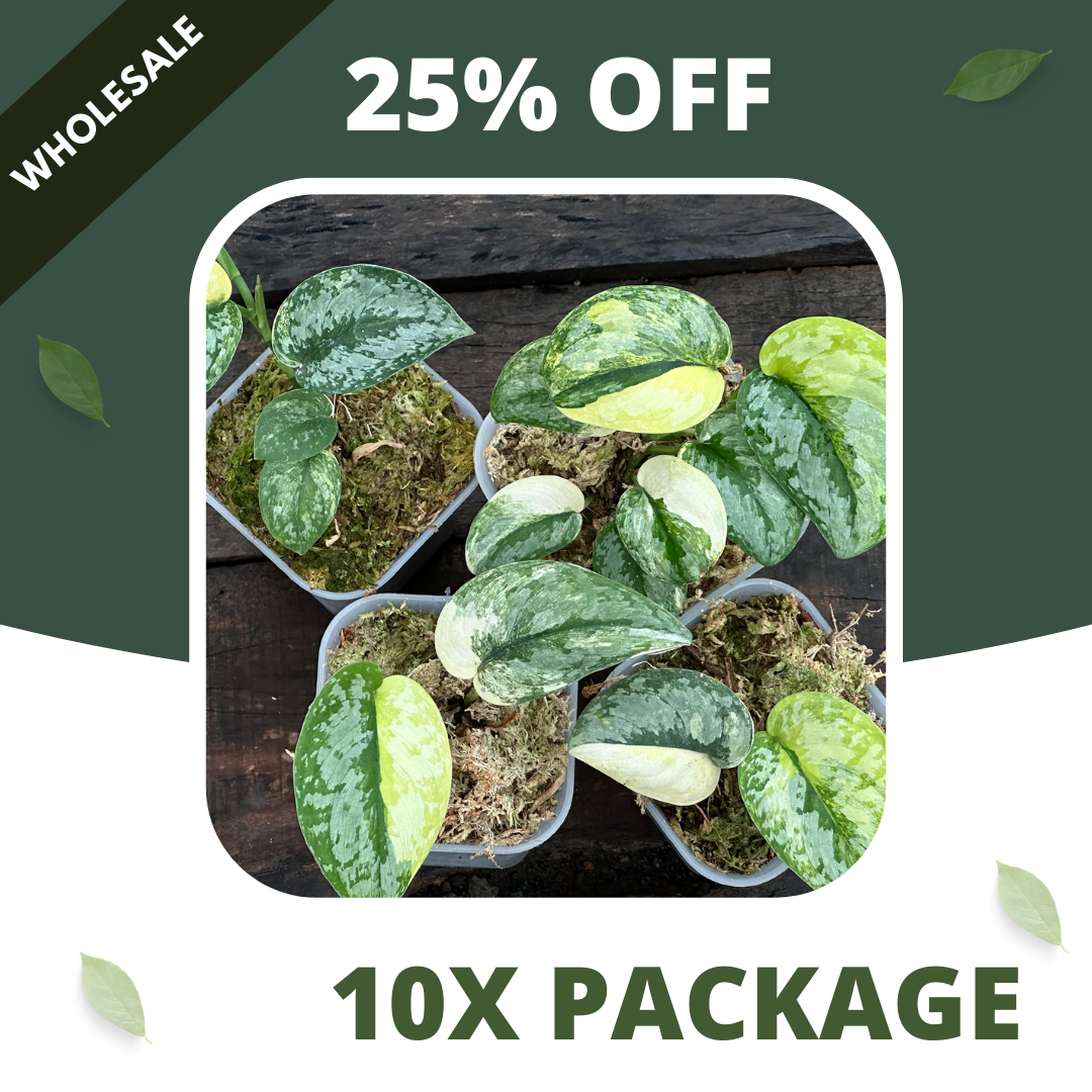 Scindapsus Prabu - Package 10x