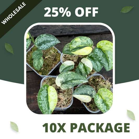 Scindapsus Prabu - Package 10x