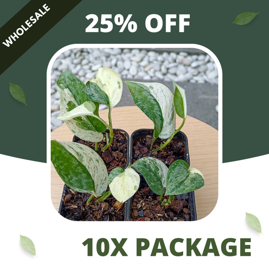 Scindapsus Silver Cloud White Variegated - Package 10x