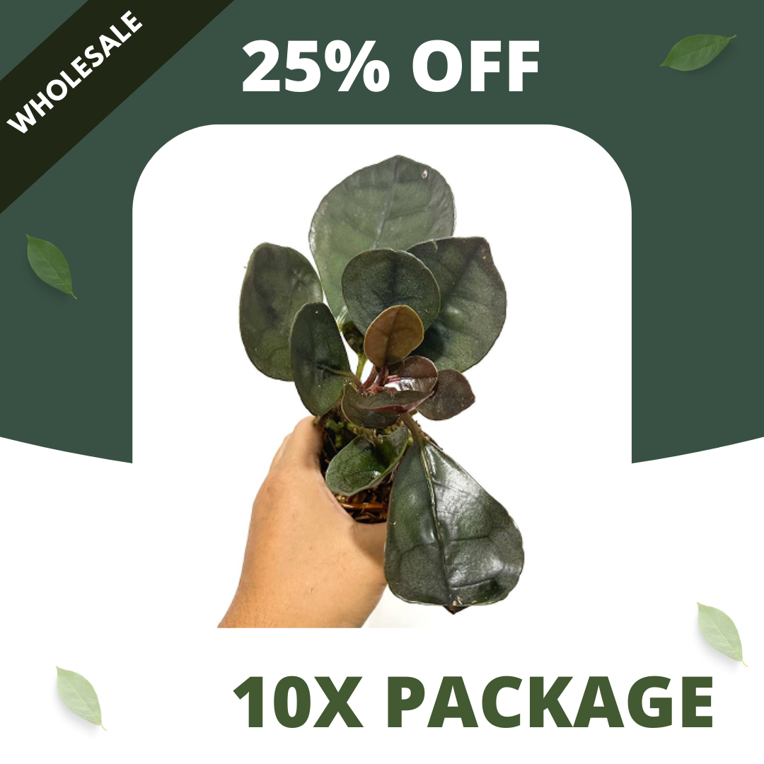 Labisia Silver Metallic - Package 10x