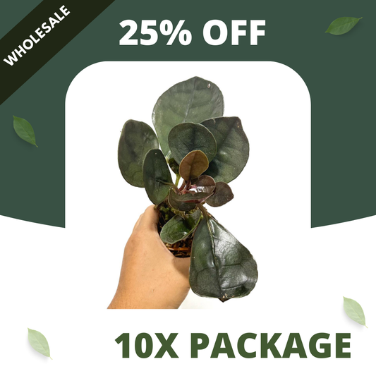 Labisia Silver Metallic - Package 10x