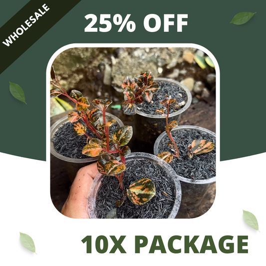 Peperomia Orange Metallic - Package 10x