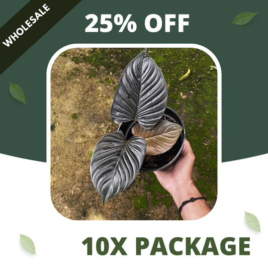 Homalomena Blackout - Package 10x
