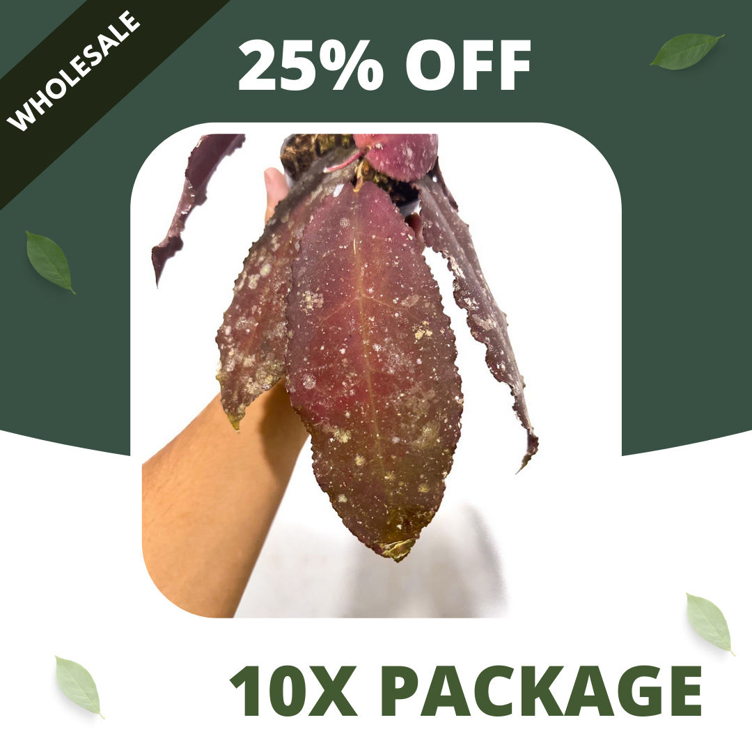 Hoya Undulata Red - Package 10x
