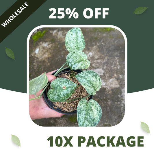 Scindapsus Excotica Marble - Package 10x