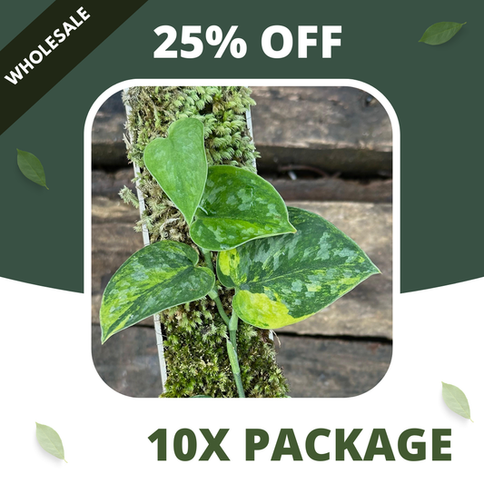 Scindapsus Green Diamond - Package 10x