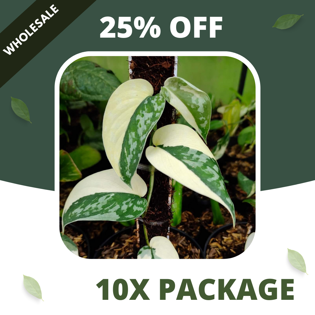 Scindapsus Mayari - Package 10x
