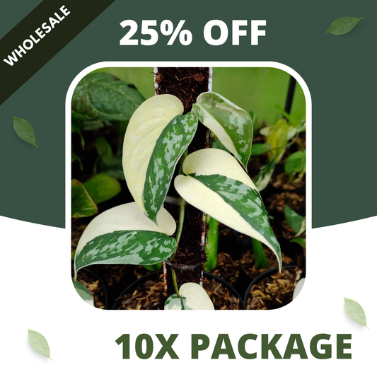 Scindapsus Mayari - Package 10x